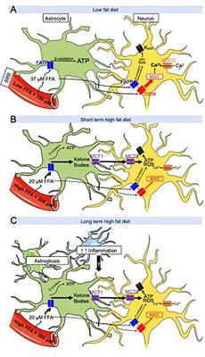 Hypothalamic Fatty Acids and Ketone Bodies Sensing and Role of FAT/CD36 in the Regulation of Food Intake